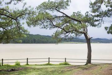 Plakat pine trees next to the river