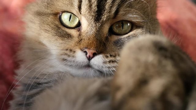 A fluffy and funny cat looks long into the camera, can not stand it and tries to grab it. HD, 1920x1080, slow motion.