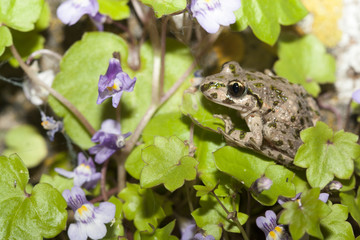 pelodyte ponctué pelodytes punctatus