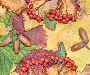 Autumn leaves, red berries and acorns as nature background.