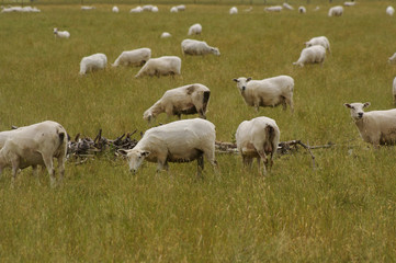 Paddock of sheep 