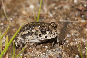 crapaud calamite Bufo calamita