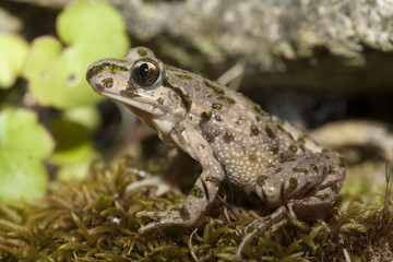 pelodyte ponctué pelodytes punctatus