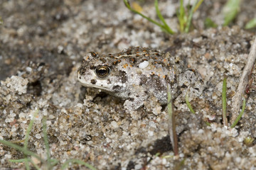 Bufo calamite Bufo calamita
