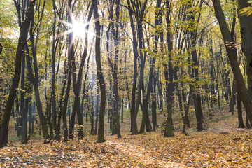 forest landscape