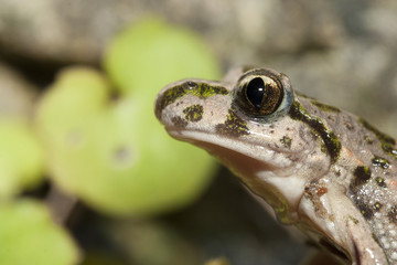 pelodyte ponctué pelodytes punctatus