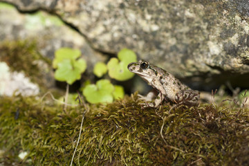 pelodyte ponctué pelodytes punctatus