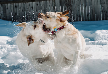 Two labrador dog siblings play fighting and attacking in snow