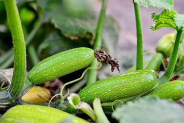 Zucchini plant. Zucchini flower. Green vegetable marrow growing on bush