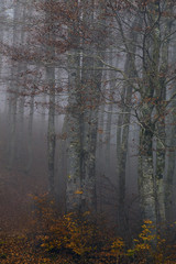 Obraz premium Touch the Silence