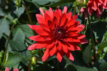 Dahlia flower