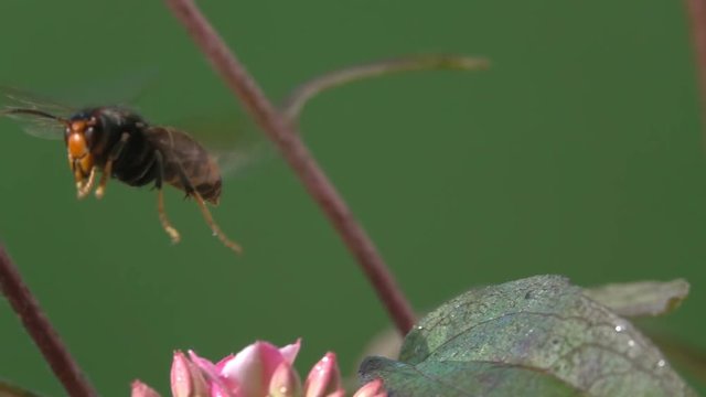Wasp flying takeoff and landing