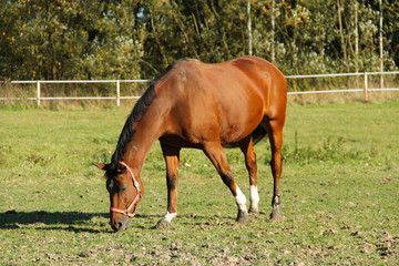 Naklejka na ściany i meble nice brown horse pasturing on the green meadow