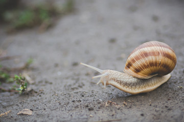 Snail