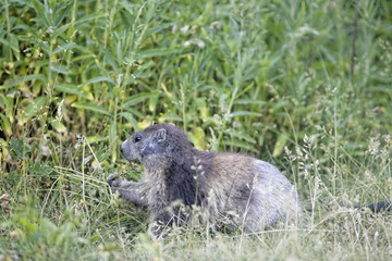 chein de prarie 