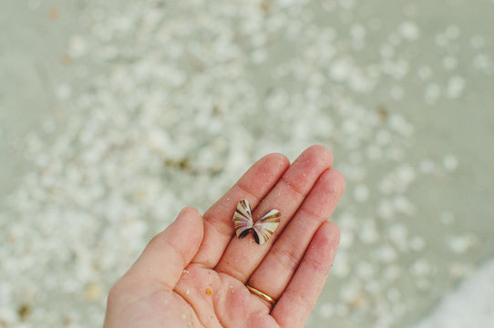 Hand with small shell