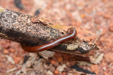 the adult of millipede ramble on old wood