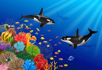Killer whales cartoon with underwater view and coral background. Vector Illustration.