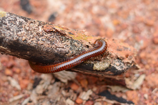 the adult of millipede ramble on old wood
