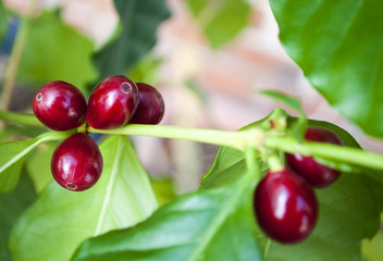 Kaffeepflanze mit reifen, roten Kaffeekirschen, Coffea arabica, Rubiaceae, Robusta