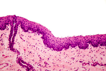 Human stratified squamous epithelium under microscope, light micrograph