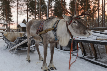 reindeer drawn sleigh in the winter