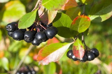 Selective focus on ripe aronia berries on a bush in autumn colors