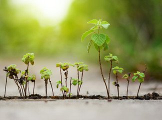 the green plant on the rift ofa cement ground with soft light