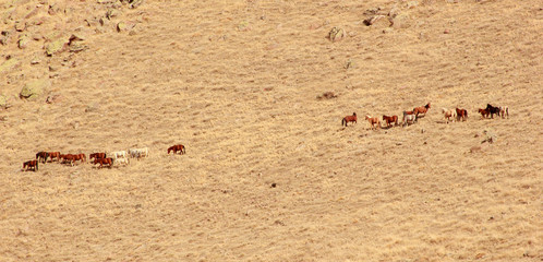 Wild Horses 