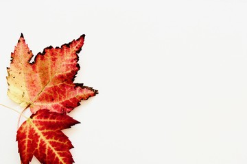 Two beautiful autumn colourful leaves on the white table