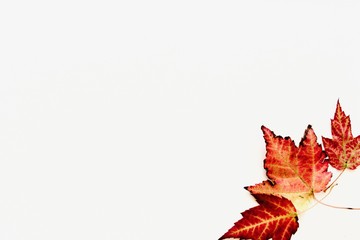 Three beautiful autumn colourful leaves on the white table