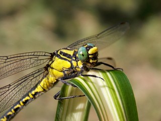 Dragonfly on the leaf