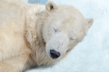 Naklejka na ściany i meble Белый медведь спит.
