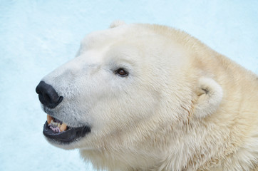 Портрет белого медведя.