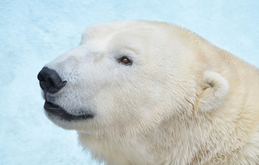 Naklejka na ściany i meble Белый медведь.