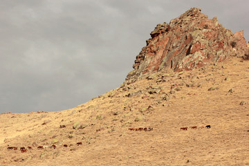 Wild Horses 