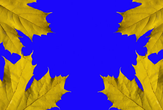 maple leaf on a blue background