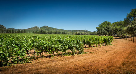 Fototapeta na wymiar Vineyard and hills - agriculture, countryside landscape