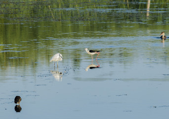 Cavaliere d'Italia, an egret and two shoveler fishing in a pond
