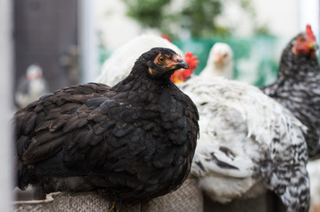 The hens are sitting