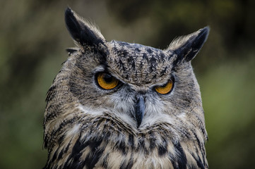 Eurasian Owl