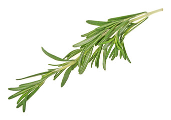 Fototapeta premium Twig of rosemary on a white background