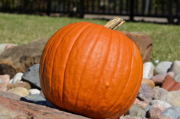 Pumpkin