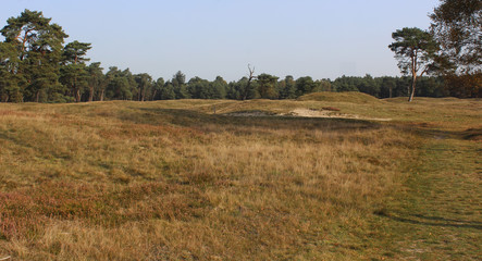 Heather landscape in autumn, Utrechtse heuvelrug