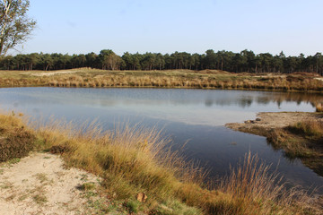 Heather landscape in autumn, Utrechtse heuvelrug