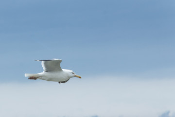 Seagull in blue sky close-up.