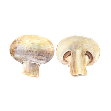 Botanical watercolor illustration of whole and cut mushroom champignon on white background