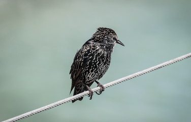 Starling Perched on a Wire