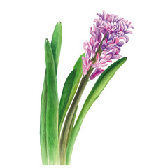Botanical watercolor illustration of hyacinth on white background. Could be used for web design, polygraphy or textile flower