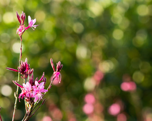 pink flowers with background green